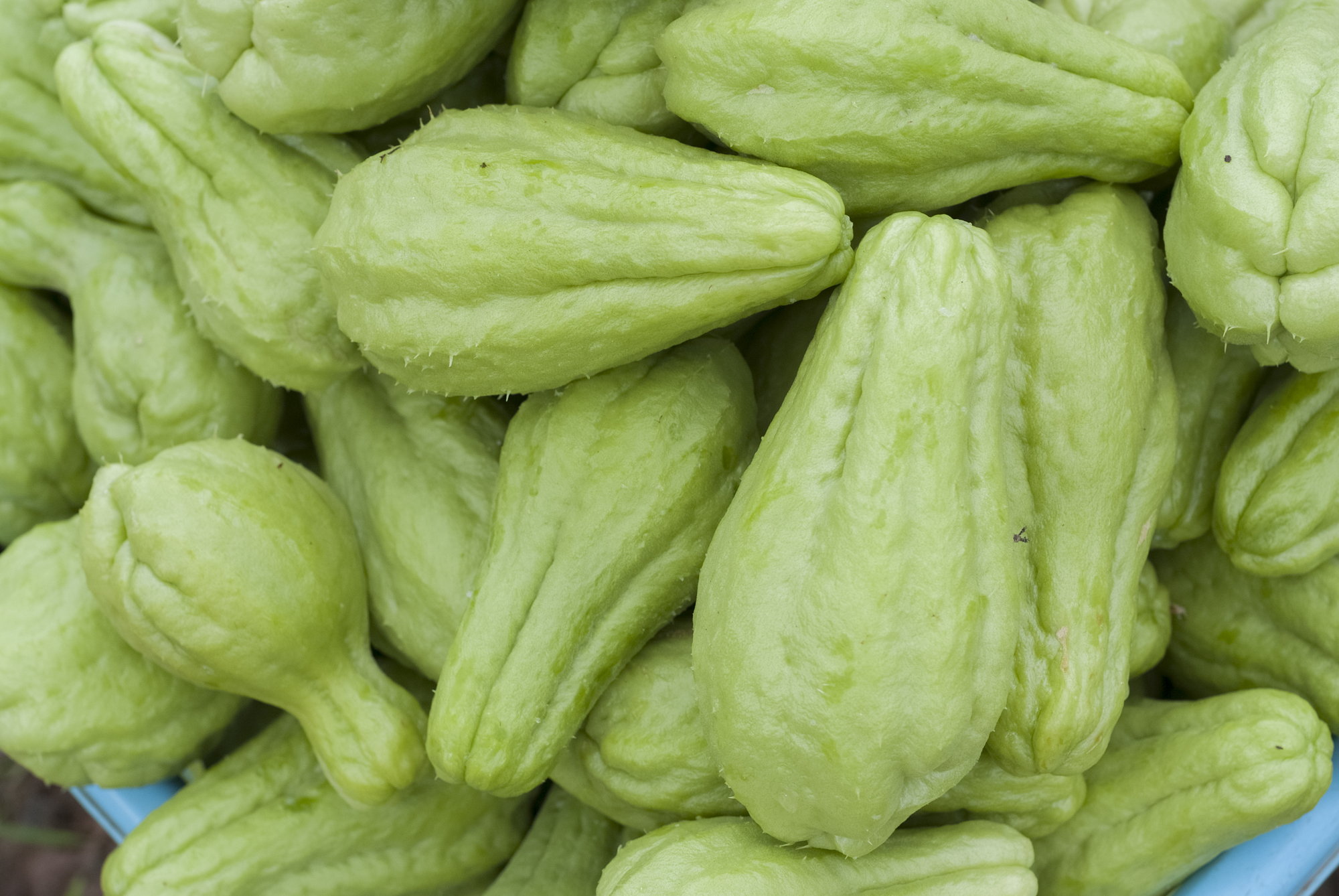 Chayote Squash